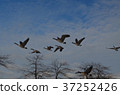 Fly canadian canada cana cana goose 37252426
