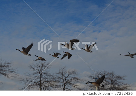 Fly canadian canada cana cana goose Fly canadian canada cana cana goose 37252426