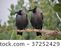 Indian crow bird looking in the same direction Cooperative bird 37252429