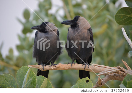 看在同一個方向的印地安烏鴉鳥合作鳥 37252429