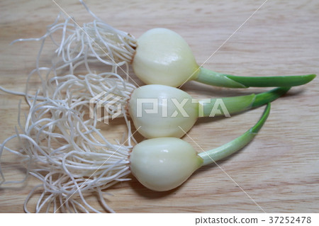 公主大蒜 37252478