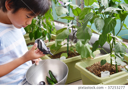 男孩觀察收穫的蔬菜 37253277
