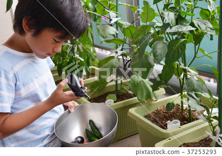 Boy observing the harvested vegetables 37253293