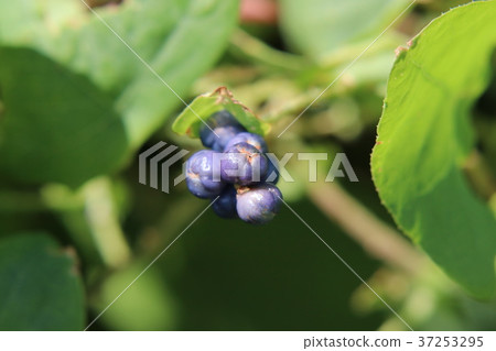 Fruit of Ishikawa Fruit of Ishikawa 37253295