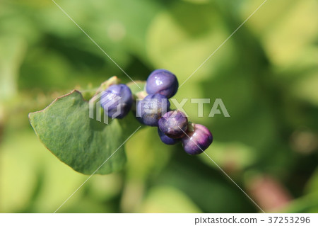 Fruit of Ishikawa 37253296