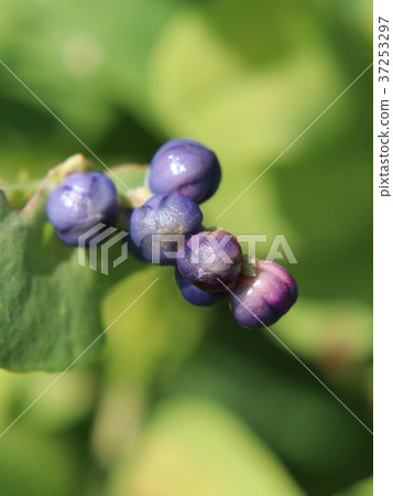 Fruit of Ishikawa 37253297