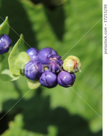 Fruit of Ishikawa 37253299