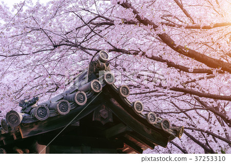 Cherry Blossom with traditional japanese roof. Cherry Blossom with traditional japanese roof. 37253310