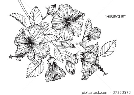 Hibiscus flower drawing illustration. 37253573
