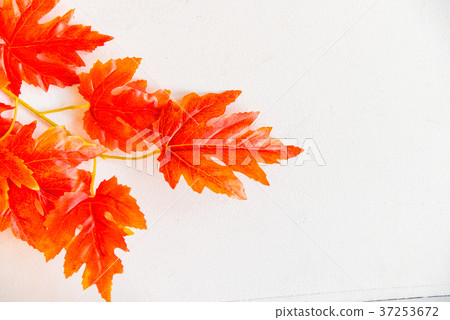 Artificial red maple leaves white background Artificial red maple leaves white background 37253672