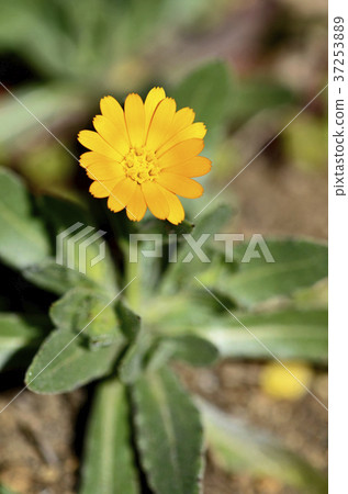 Fuyushirazu（不是冬天） 37253889