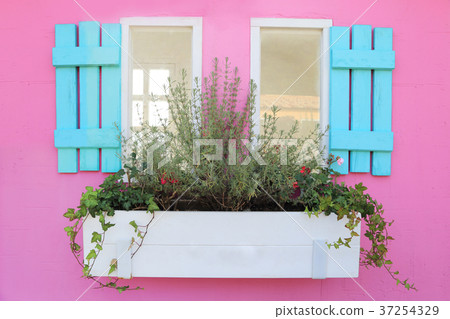 Blue wooden window with plant pot on pink wall. Blue wooden window with plant pot on pink wall. 37254329