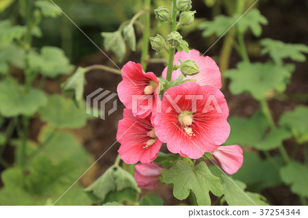 Pink Hollyhock flower on plant in garden. Pink Hollyhock flower on plant in garden. 37254344