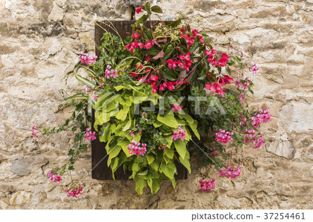 Flowers on Wall Chamery 37254461