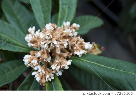 Flower of loquat Flower of loquat 37255106