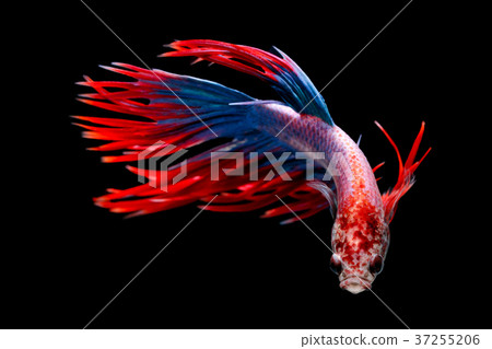 Siamese fighting fish, Betta splendens, Thailand Siamese fighting fish, Betta splendens, Thailand 37255206