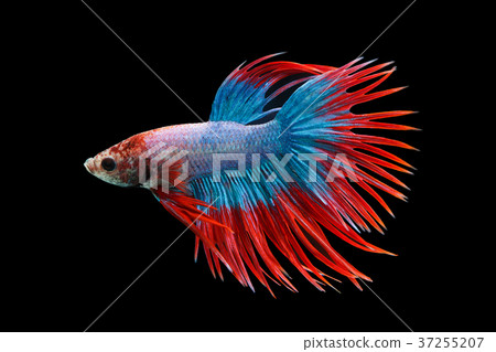 Siamese fighting fish, Betta splendens, Thailand Siamese fighting fish, Betta splendens, Thailand 37255207