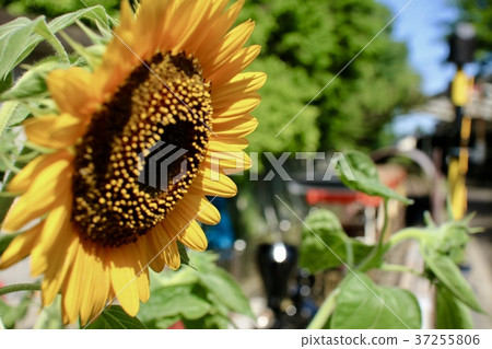 仲夏青梅鐵路公園 37255806