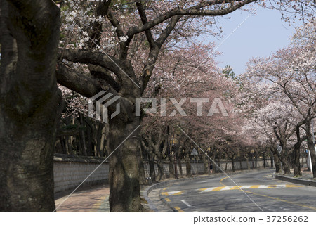 櫻花，慶州，慶北 37256262