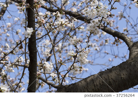 櫻花，慶州，慶北 37256264