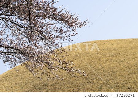 Cherry blossoms, Gyeongju, Gyeongbuk Cherry blossoms, Gyeongju, Gyeongbuk 37256271
