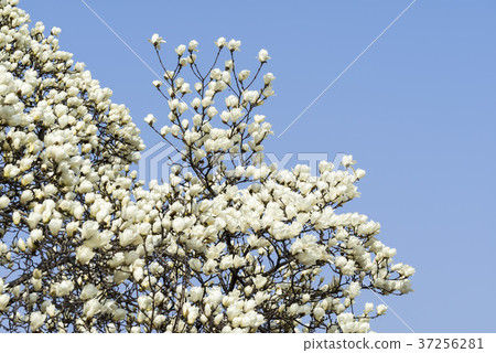 Magnolia, Gyeongju, Gyeongbuk Magnolia, Gyeongju, Gyeongbuk 37256281