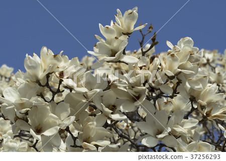 Magnolia, Gyeongju, Gyeongbuk Magnolia, Gyeongju, Gyeongbuk 37256293