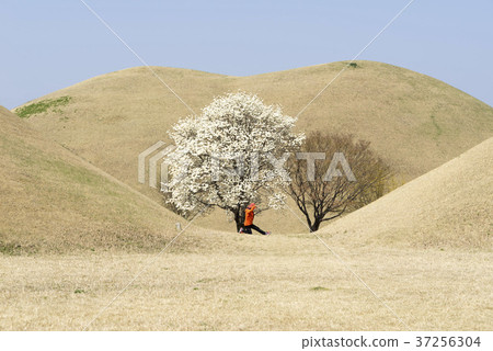 Daehungwon, Magnolia, Gyeongju, Gyeongbuk Daehungwon, Magnolia, Gyeongju, Gyeongbuk 37256304