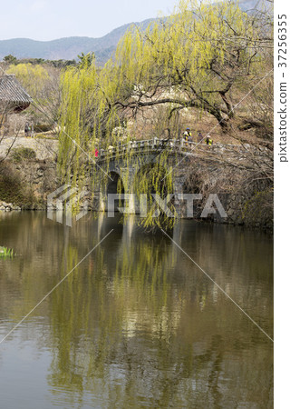 Bulguksa寺(歷史遺址第502號),Tohamsan,Gyeongju,Gyeongbuk Bulguksa寺(歷史遺址第502號),Tohamsan,Gyeongju,Gyeongbuk 37256355