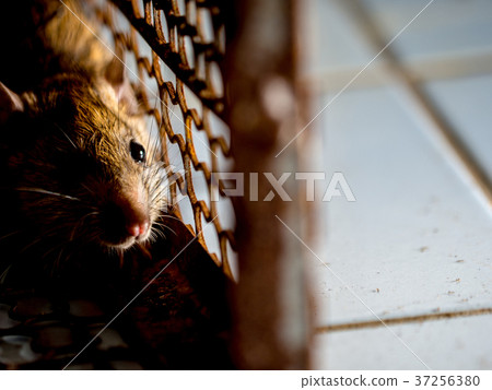 The rat was in a cage catching a rat. The rat was in a cage catching a rat. 37256380
