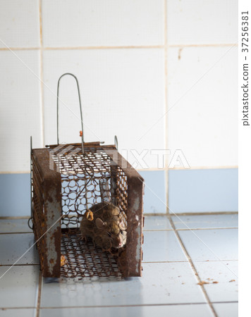 The rat was in a cage catching a rat. 37256381