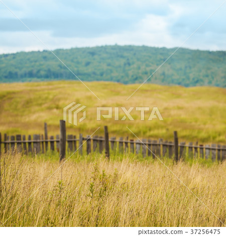 Dry grass field of countryside Dry grass field of countryside 37256475