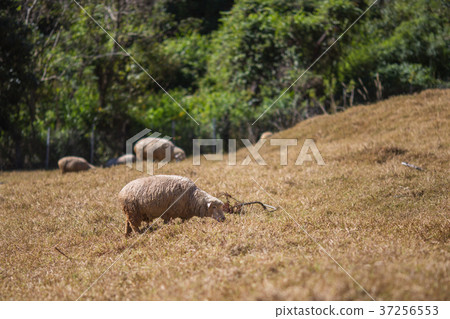 綿羊 高山 牧場 37256553