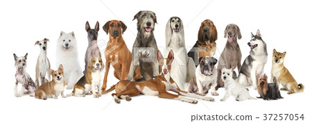 Group of various kind of purebred dogs 37257054