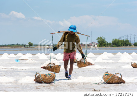 Worker shoveling salt at salt pan at thailand Worker shoveling salt at salt pan at thailand 37257172