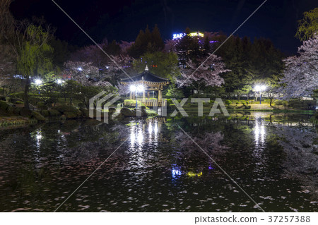 櫻花,Bomun湖,Bomun複合體,慶州,Gyeongbuk 櫻花,Bomun湖,Bomun複合體,慶州,Gyeongbuk 37257388