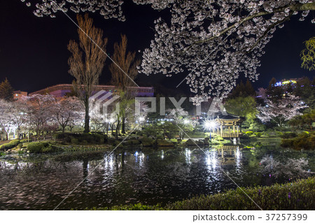 櫻花，Bomun湖，Bomun複合體，慶州，Gyeongbuk 37257399
