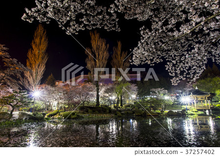 櫻花,Bomun湖,Bomun複合體,慶州,Gyeongbuk 櫻花,Bomun湖,Bomun複合體,慶州,Gyeongbuk 37257402