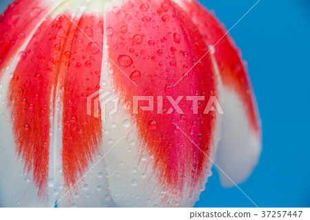 Close up single tulip flower on a blue background 37257447