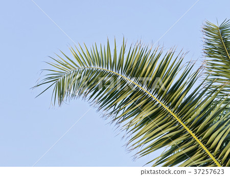 Palm leaf against blue sky with copy space Palm leaf against blue sky with copy space 37257623