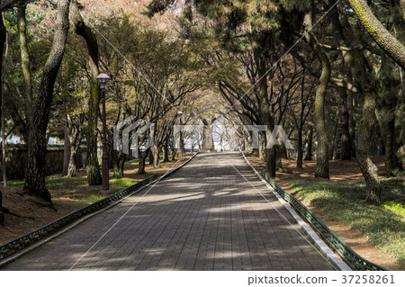 Pine, Gyeongju Baedong, Samryung (Historic Site No. 219), Gyeongju, Gyeongbuk 37258261