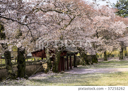 Daeleung, Gyeongju, Gyeongbuk Daeleung, Gyeongju, Gyeongbuk 37258262