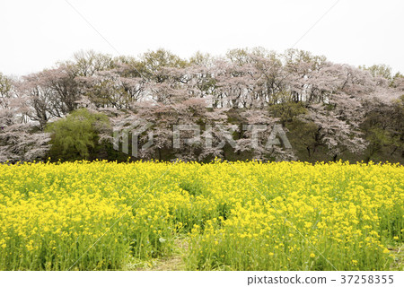東歷史遺址,慶州,慶北 東歷史遺址,慶州,慶北 37258355