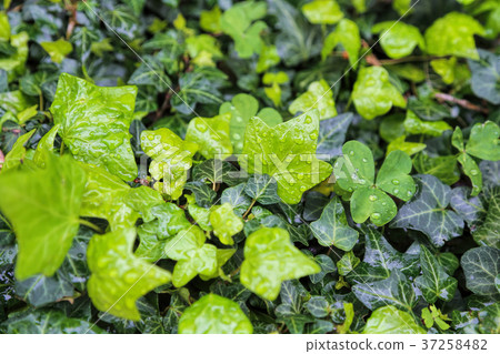 Plants with water drops Plants with water drops 37258482