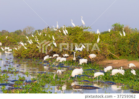 Beautiful Pantanal landscape, South America,Brazil 37259362