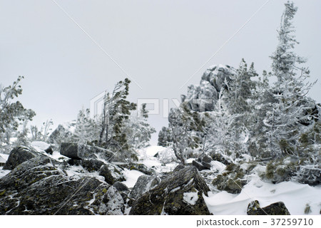 blurred winter landscape on a mountain plateau blurred winter landscape on a mountain plateau 37259710