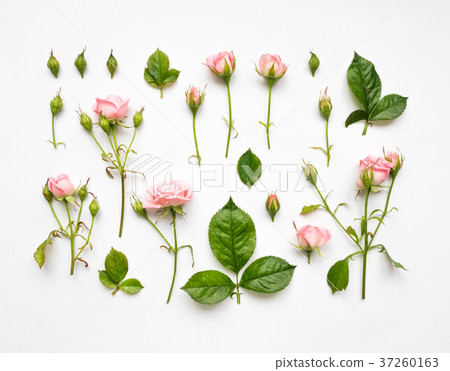 Decorative pattern with roses. Flat lay, top view Decorative pattern with roses. Flat lay, top view 37260163