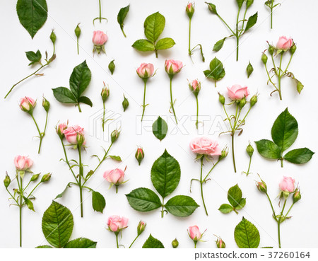 Decorative pattern with roses. Flat lay, top view Decorative pattern with roses. Flat lay, top view 37260164