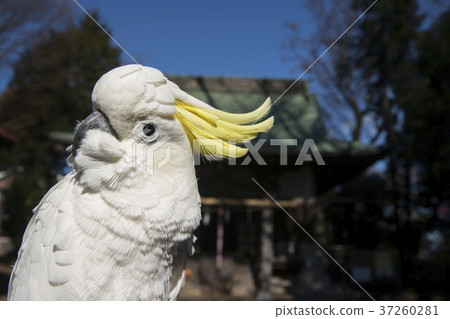 第一隻鸚鵡和2018年 第一隻鸚鵡和2018年 37260281