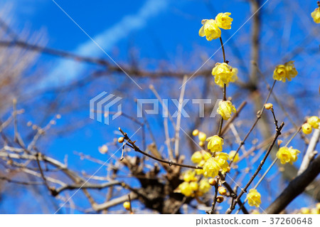 上野東照宮的黃色再見花 上野東照宮的黃色再見花 37260648